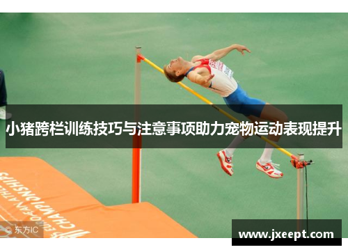 小猪跨栏训练技巧与注意事项助力宠物运动表现提升